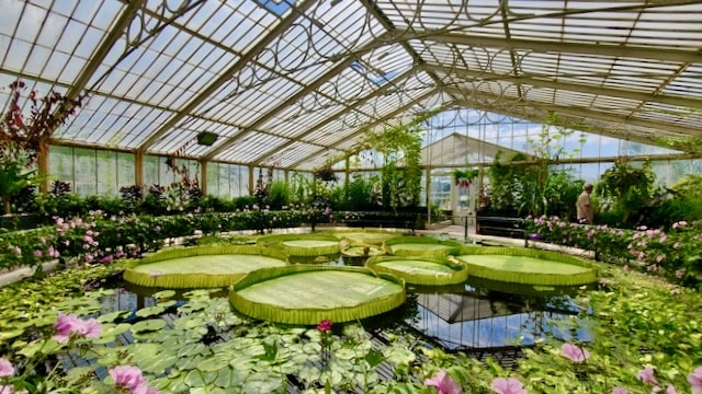Water Lily Glasshouse Interior, Kew Gardens, London England