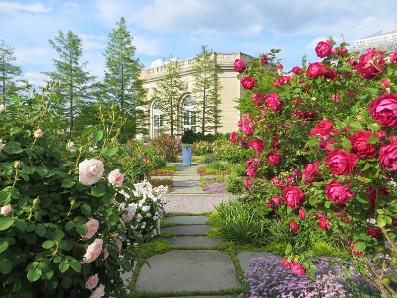 Rose Garden by the U.S. Botanic Garden