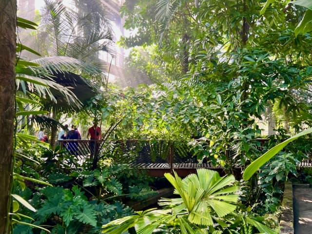 United States Botanic Garden Photo Tropical Rainforest
