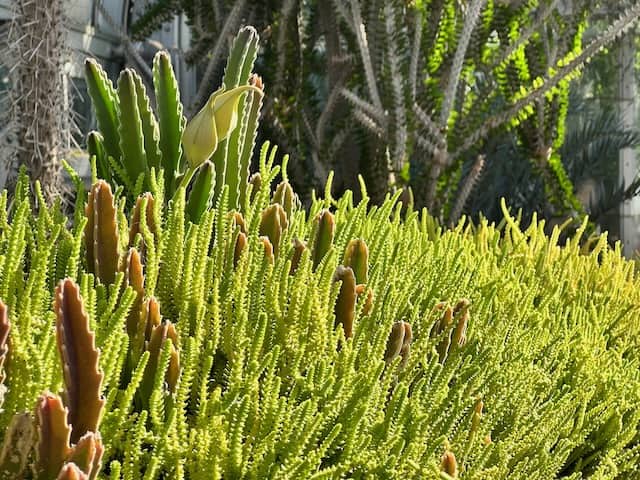 United States Botanic Garden Photo Desert Garden