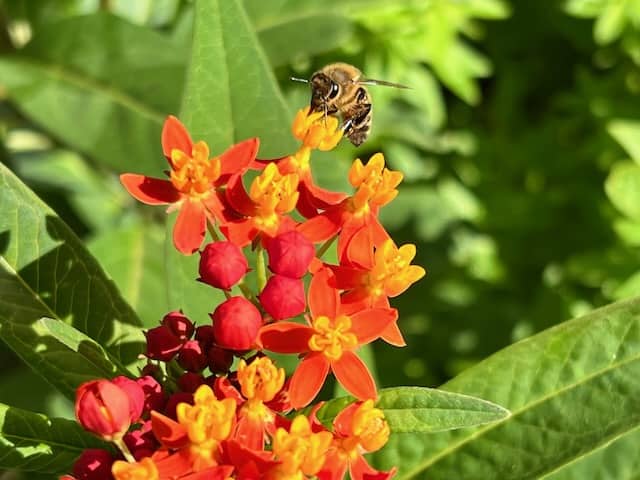 United States Botanic Garden Photo Pollinator Garden