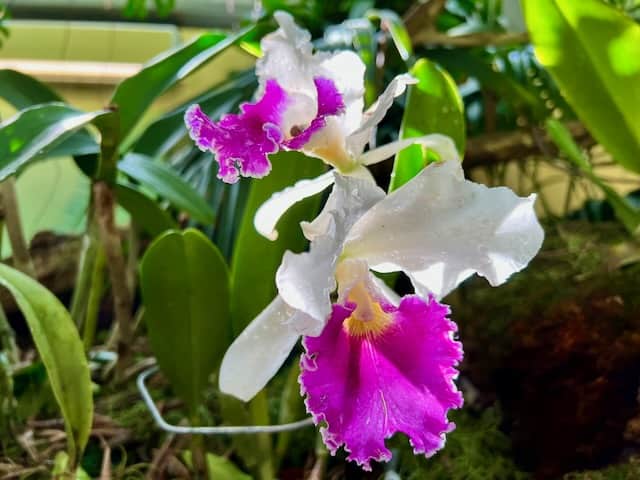 United States Botanic Garden Photo Orchid Garden