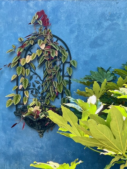 Mary Livingston Ripley Garden Washington DC plants against a blue wall