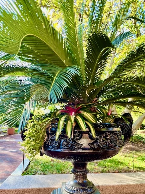 Tropical plants in an urn. Enid A. Haupt Smithsonian Garden Washington D.C.