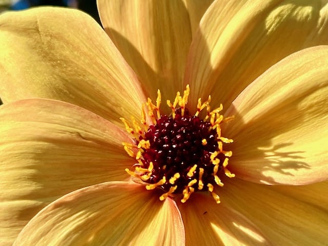 Yellow Flower from the Smithsonian Victory Garden Washington D.C.