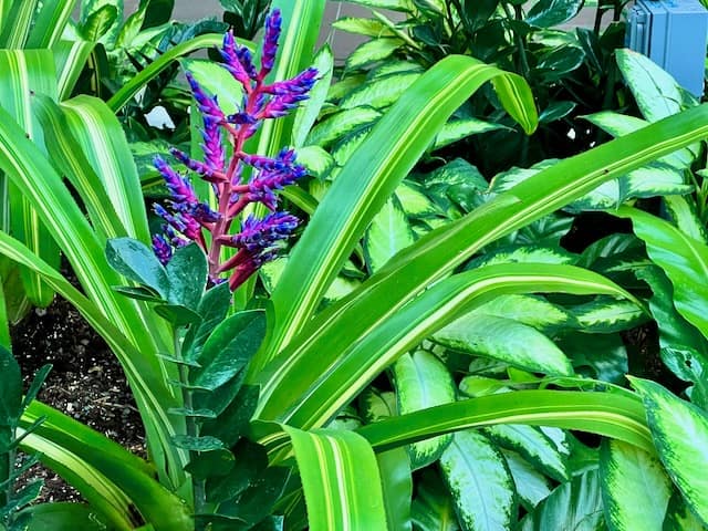 Vibrant Plants in the Smithsonian Kogod Courtyard Garden Washington D.C.