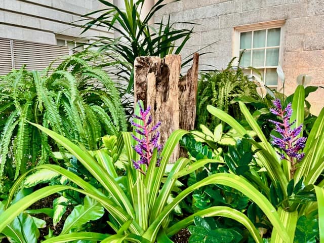 Vibrant Plants in the Smithsonian Kogod Courtyard Garden Washington D.C.