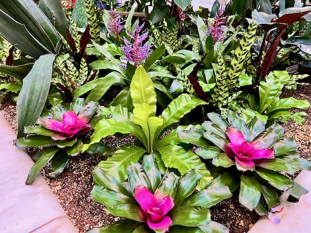 Vibrant Plants in the Smithsonian Kogod