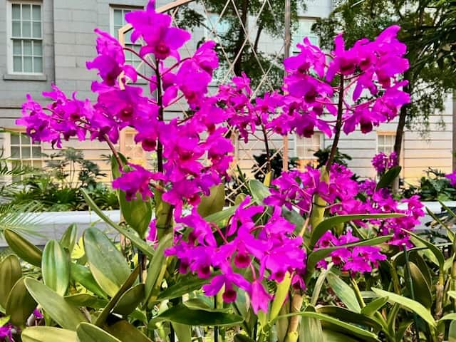 Vibrant Plants in the Smithsonian Kogod