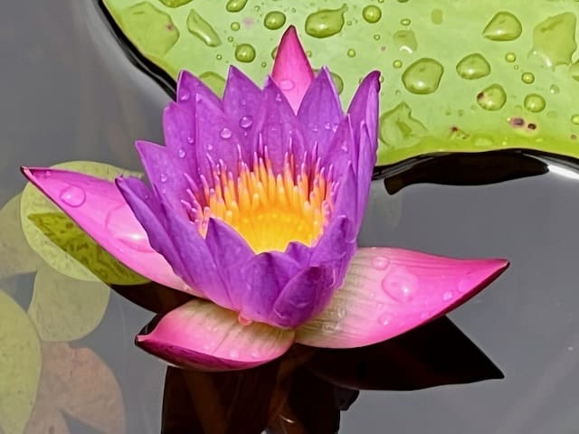 Water lily Harrison Smith Botanical Garden