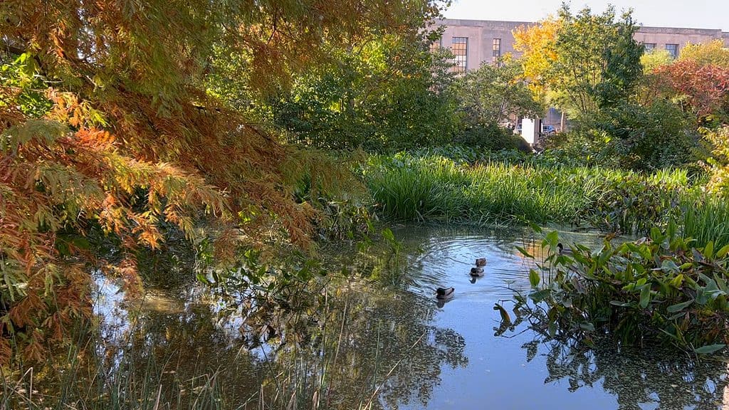 Ducks on pond in the National Museum of the American Indian Smithsonian Garden Washington DC