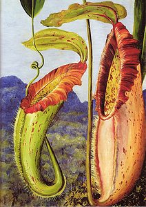 Painting of Nepenthes northiana by Marianne North.