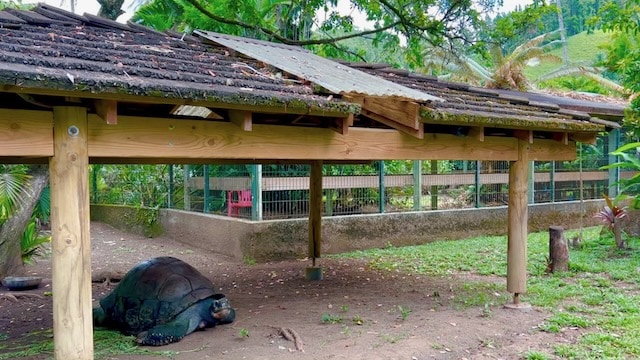 Galapagos Turtle at the Harrison Smith Botanical Garden