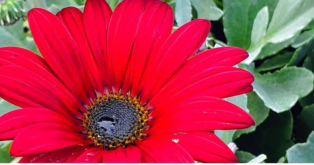 Red Flower Photo by Garden Travel Guide