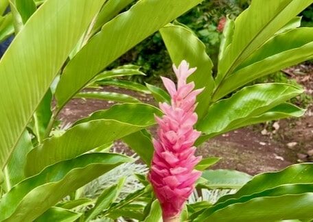 Alpinia, the pink Opuhi of Tahiti, Water Gardens Vaipahi