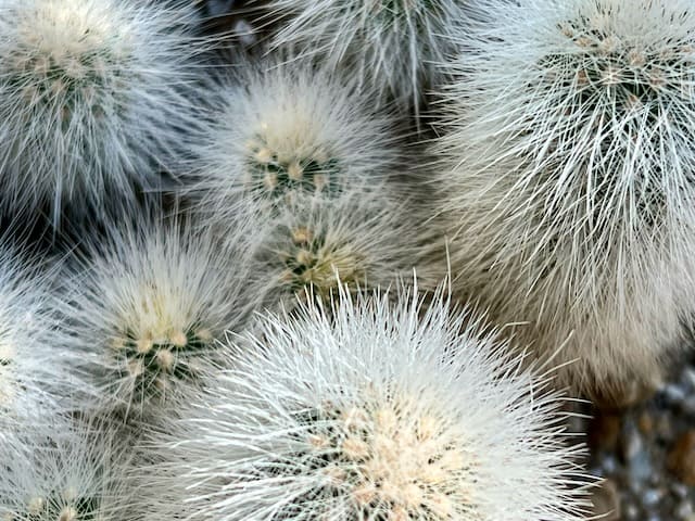 Echinocereus-nivosus Plant at the United States Botanic Garden Washington DC