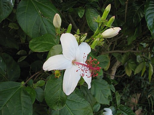 Hibiscus waimeae subspecies hannerae (Koki'o ke'oke'o in Hawaiian) is a small, gray-barked tree
