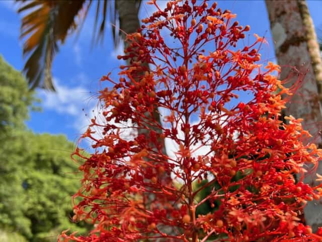 Pagoda Tree ( Clerodendrum paniculatum ) Plant, Harrison Smith Botanical Garden