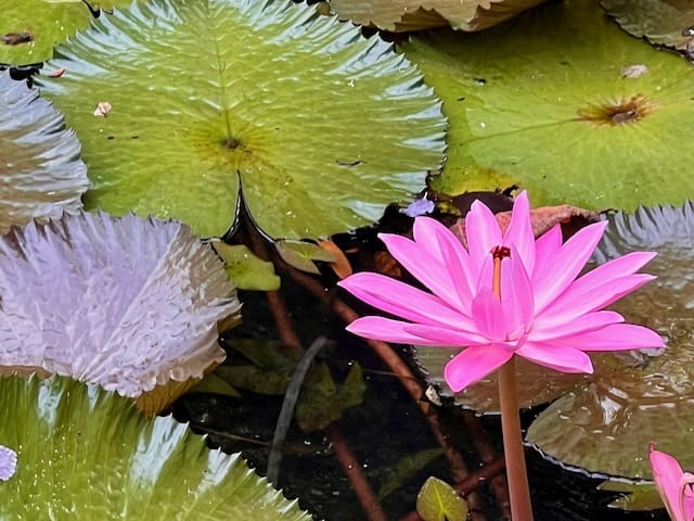 Water lily Harrison Smith Botanical Garden