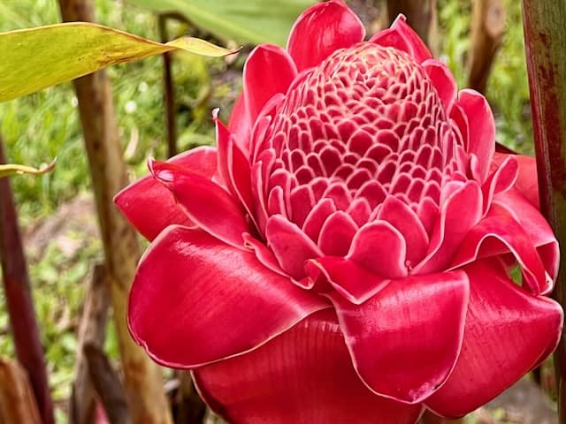 Etlingera elatior, the porcelain rose, Water Gardens Vaipahi