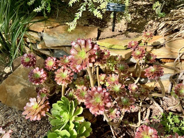 Aeonium Plant Mediterranean Garden at the United States Botanical Garden Washington D.C.