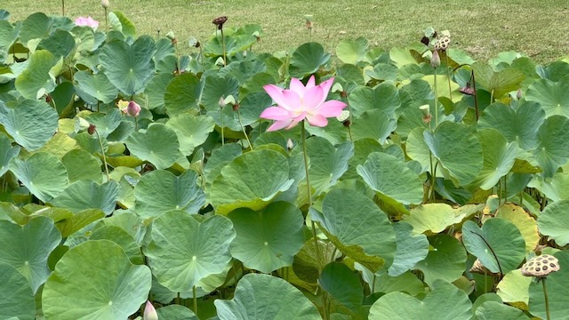 Pink Tahitian water lily, Water Gardens Vaipahi