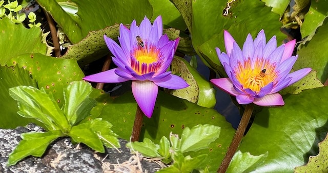 Purple Tahitian water lily, Water Gardens Vaipahi