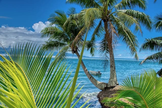 Palm Trees Against a Blue Ocean in Tahiti