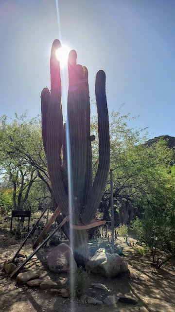 Boyce Thompson Arboretum Cactus