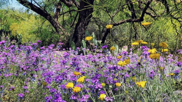 Boyce Thompson Arboretum Desert Flowers