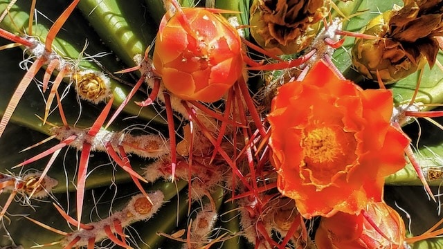 Boyce Thompson Arboretum and Botanical Garden, Cactus Flower, Arizona