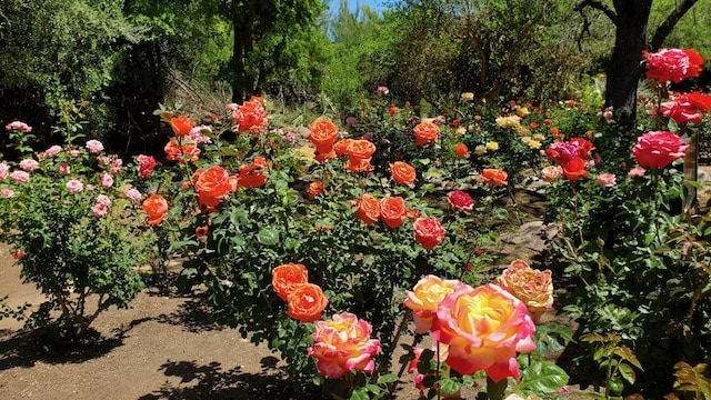 Boyce Thompson Arboretum and Botanical Garden, Rose Garden, Arizona