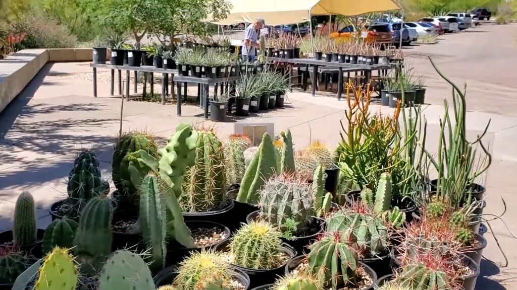 Boyce Thompson Arboretum Plant Sale