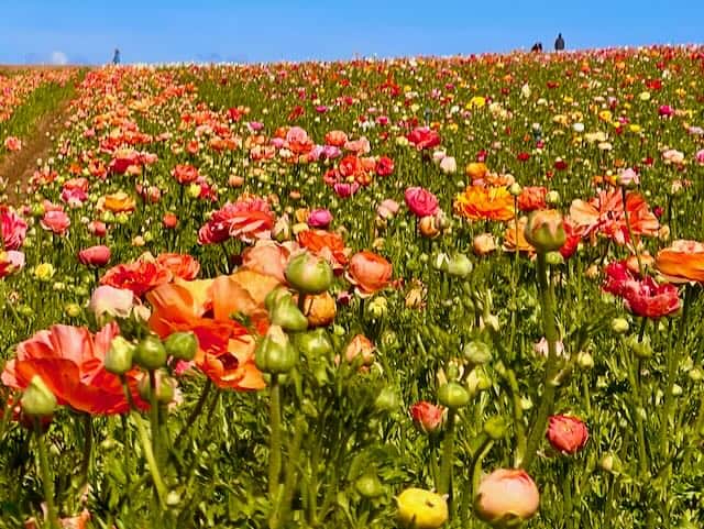 Carlsbad Flower Fields San Diego