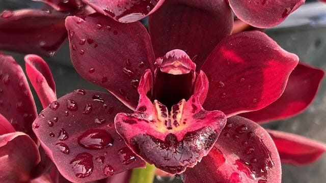 Cymbidium Orchids at Carlsbad Ranch Greenhouse