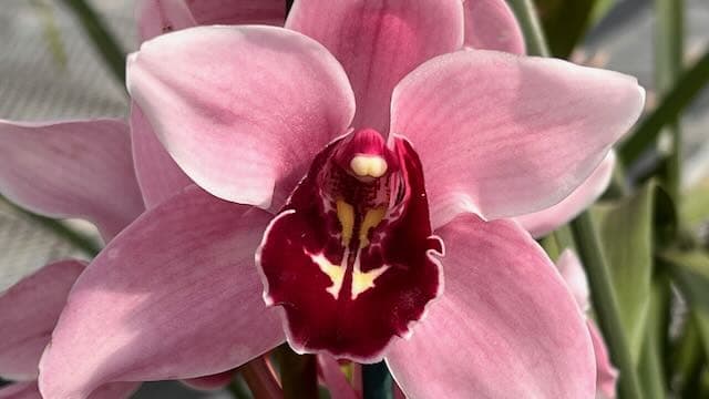 Cymbidium Orchids at Carlsbad Ranch Greenhouse