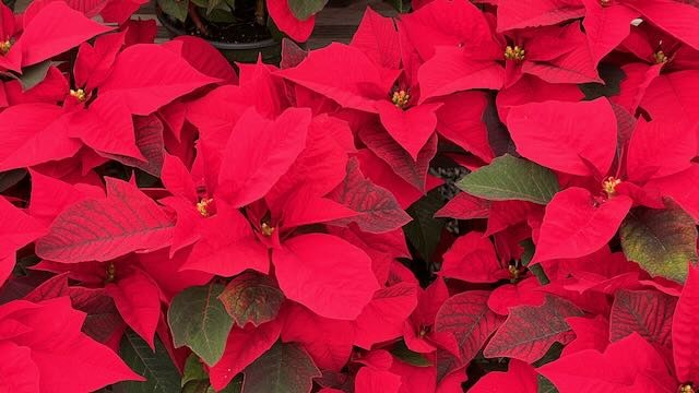 Poinsettia Freedom Red, Carlsbad Flowers Field