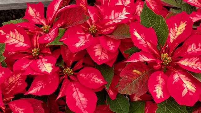 Poinsettia Fruit Punch, Carlsbad Flowers Field