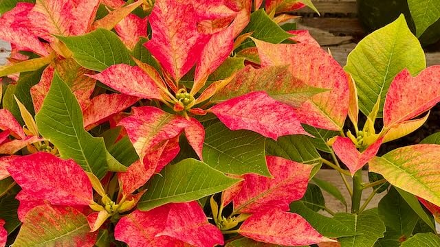 Poinsettia Monet Twilight Carlsbad Flowers Field