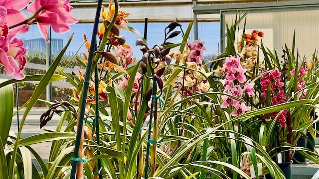 Cymbidium Orchids at Carlsbad Ranch Greenhouse