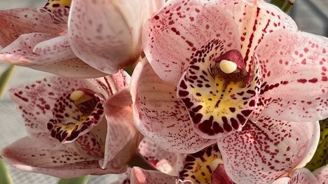 Cymbidium Orchids at Carlsbad Ranch Greenhouse