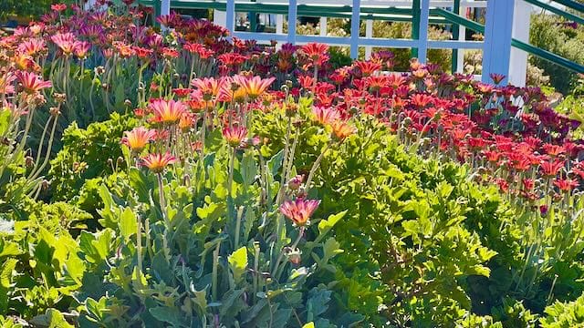 Osteospermum Flowers in the Butterfly Garden at the Carlsbad Flowerfields