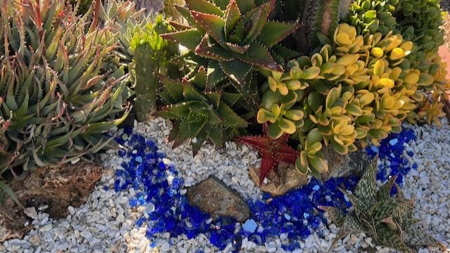 Colored rock around cactus plants, Master Gardeners Demonstration Garden, Carlsbad Flower Fields