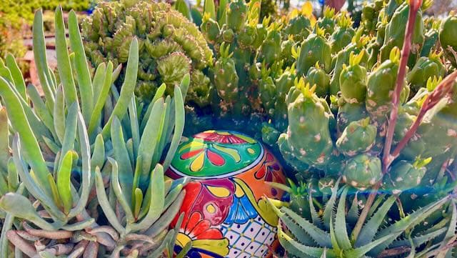 Colorful Ceramic Ball surrounding by Cactus in the Master Gardeners Demonstration Garden, Carlsbad Flower Fields