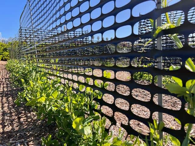 Carlsbad Flower Fields Sweet Pea Maze in Early March