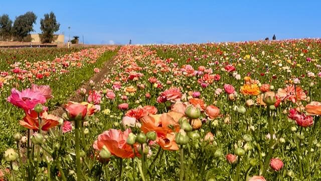 Tecolote Giant Ranunculus Carlsbad Flower Fields