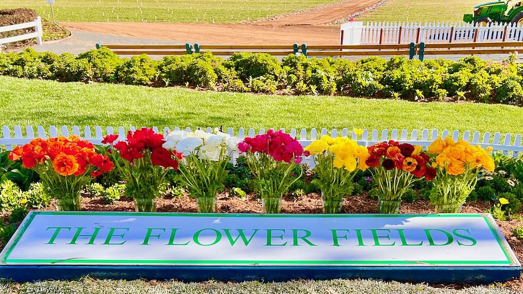 Flower Fields sign with bouquets of flowers behind.