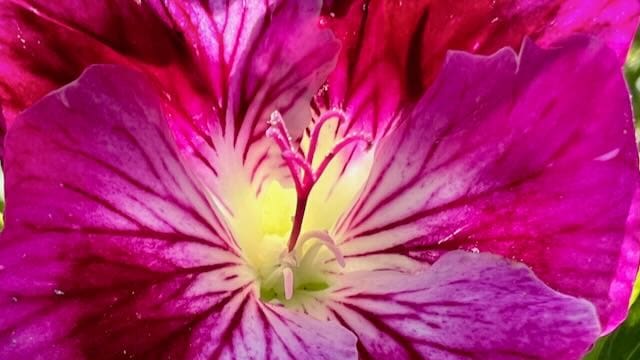 Purple geranium flower at the flower fields at carlsbad ranch