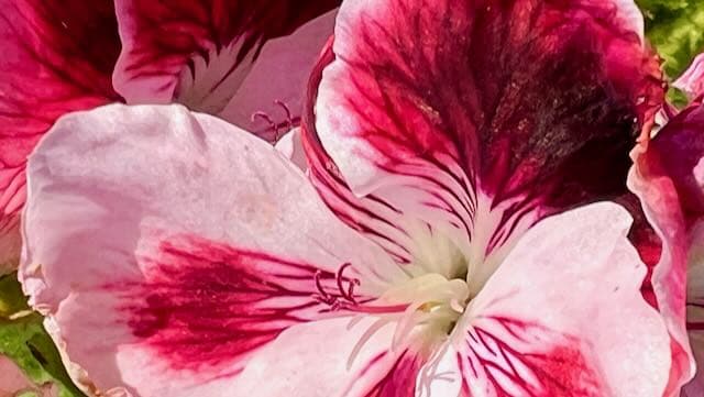 Pink and red geranium flower at the flower fields at carlsbad ranch