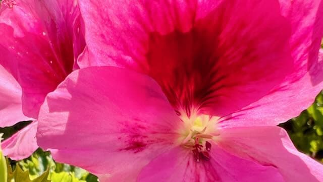 Pink geranium flower at the flower fields at carlsbad ranch